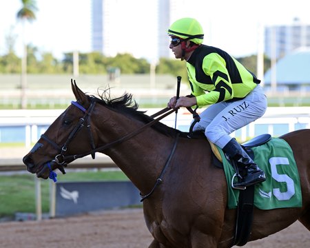No Show Sammy Jo after her victory in the 2025 Via Borghese Stakes at Gulfstream Park