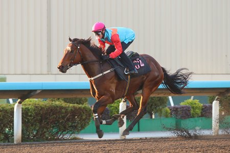 Ka Ying Rising trains Jan. 15 at Sha Tin Racecourse
