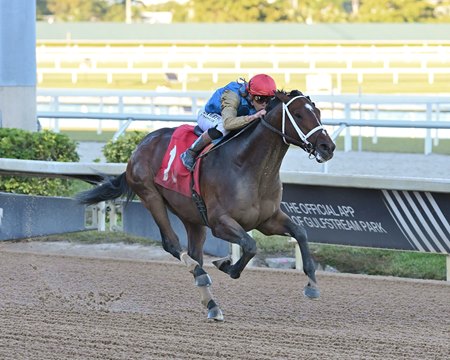 Commandment romps in the Mucho Macho Man Stakes at Gulfstream Park