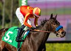Pegram, Watson and Weitman's Explora and jockey Juan Hernandez make easy work of the $100,000 Santa Ynez Stakes Saturday, January 10, 2025 at Santa Anita Park, Arcadia, CA.  The heavily-favored three-year-old daughter of Blame is trained by Bob Baffert.
Benoit Photo