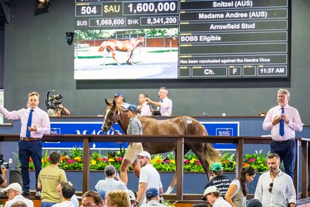 The Snitzel filly cataloged as Lot 504 in the ring at the Magic Millions Gold Coast Yearling Sale