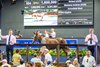 Lot 504, 2026 Magic Millions Gold Coast Yearling Sale