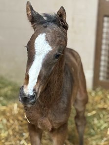 The More Than Looks colt out of Eden Prairie at Chesapeake Farm