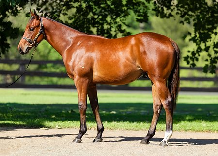 The I Am Invincible colt consigned as lot 250 at the Magic Millions Gold Coast Yearling Sale