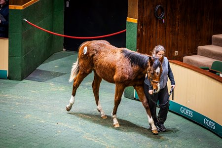 The Mehmas colt consigned as Lot 126 in the ring at the Goffs February Sale