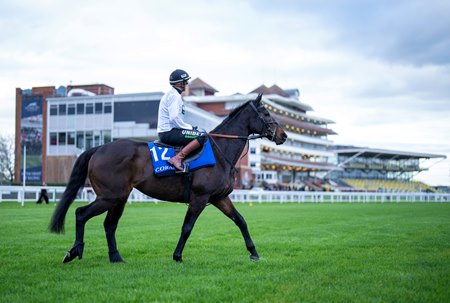 Constitution Hill heads to the track for a gallop in 2025 at Newbury Racecourse