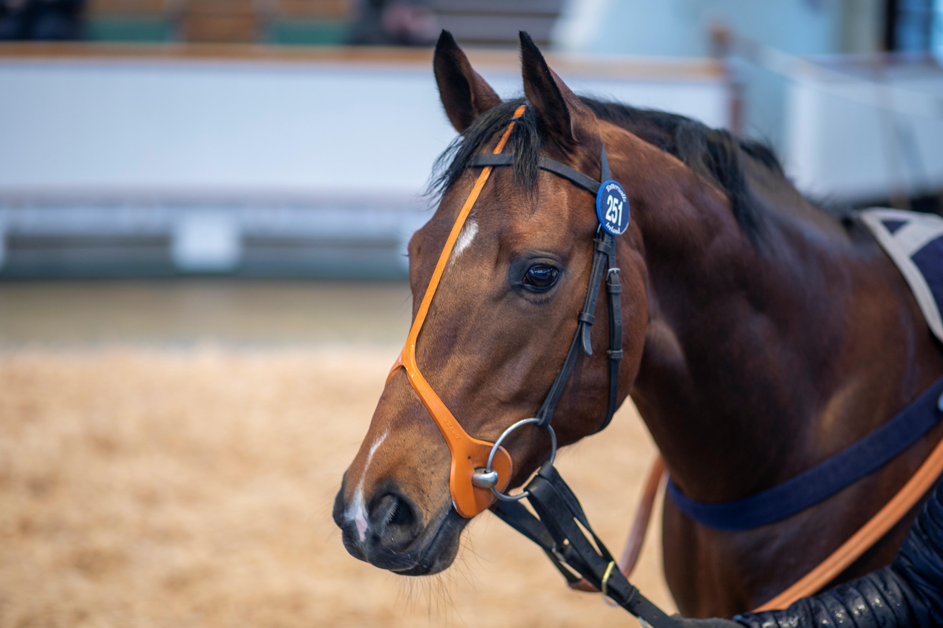 Space Invasion, consigned as Lot 251, in the ring at the Tattersalls February Sale