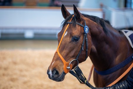 Space Invasion, consigned as Lot 251, in the ring at the Tattersalls February Sale