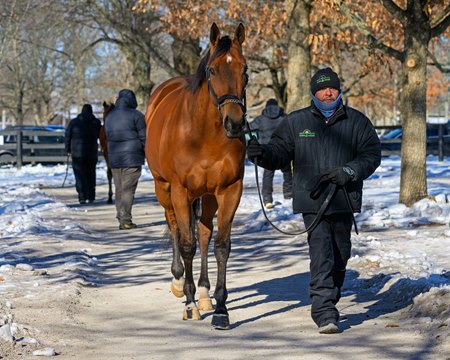 Maysam consigned as Hip 294 at the Fasig-Tipton Kentucky Winter Mixed Sale