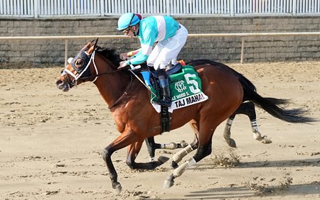 Taj Mahal wins the Miracle Wood Stakes at Laurel Park