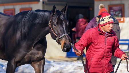 Grade 1 winner Iscreamuscream is consigned as Hip 385 by Taylor Made Sales Agency