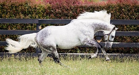 Reliable Man at Westbury Stud