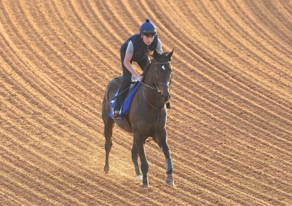 Erika Rasmussen Comanche Brave (IRE) - Horse Profile - BloodHorse