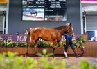 Lot 25, 2026 Magic Millions Perth Yearling Sale