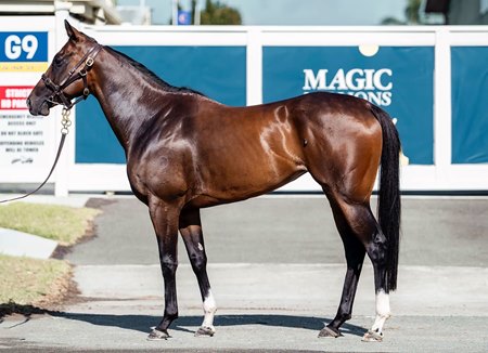 Manolo Bling, a Grunt mare, consigned as Lot 135 to the Inglis Digital February (Late) Online Sale