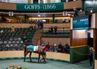 Goffs 2026 February Sale, Lot 324