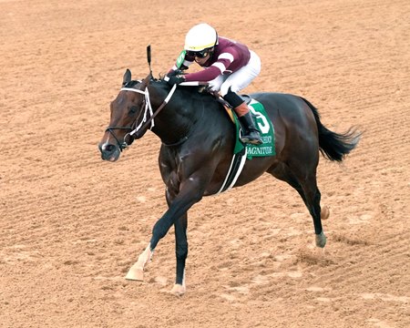 Magnitude wins the Razorback Handicap at Oaklawn Park