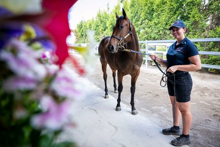 A yearling at the Magic Millions Perth Yearling Sale