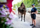 Scene, 2026 Magic Millions Perth Yearling Sale