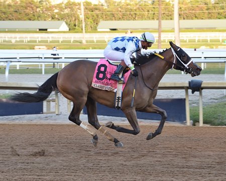 Claret Beret wins the Royal Delta Stakes at Gulfstream Park