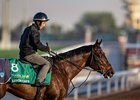 Luxor Cafe on February 9, 2026 at King Abdulaziz Racecourse
Credit: Jockey Club of Saudi Arabia / Neville Hopwood