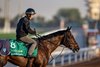 Luxor Cafe on February 9, 2026 at King Abdulaziz Racecourse
Credit: Jockey Club of Saudi Arabia / Neville Hopwood