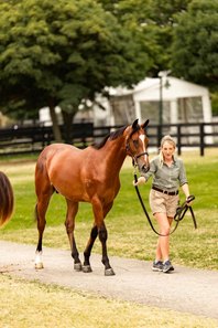 A yearling is shown ahead of the Inglis Premier Yearling Sale