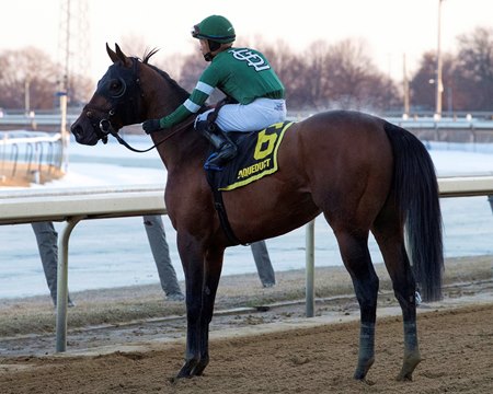 Iron Honor following his victory in the Gotham Stakes at Aqueduct Racetrack