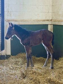 Shirl's Speight's first reported foal, a filly out of Ultimate Class, at Crupper Bloodstock near Paris, Ky.