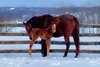 2026 filly; Casa Creed - Sustainable
First reported foal for Casa Creed, born January 23, 2026