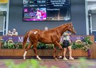 Lot 207, 2026 Magic Millions Perth Yearling Sale