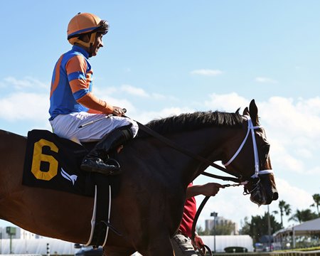 Grande will try to extend his perfect Gulfstream Park record when he starts in the March 28 Ghostzapper Stakes.