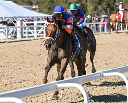 Zany takes command in the Suncoast Stakes at Tampa Bay Downs