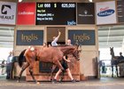 2026 Inglis Classic Yearling Sale, Lot 668
