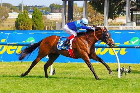 Tropicus wins the Oakleigh Plate at Caulfield Racecourse