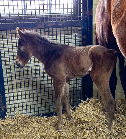 自家製のセニョール・バスカドールの子馬がピーコックの家族のもとに到着