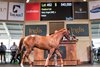 Lot 462, 2026 Inglis Classic Yearling Sale