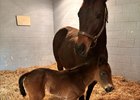 '26 Rye Lane (Adios Charlie) filly by Blazing Sevens born Feb. 9 at Frankfort Park Farm