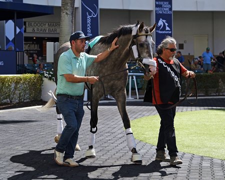 Napoleon Solo schools Feb. 22 in the Gulfstream Park paddock