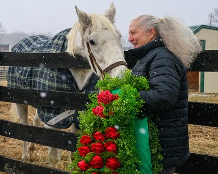 Silver Charm receives a blanket of red roses from Sandy Hatfield on his 32nd birthday at Old Friends
