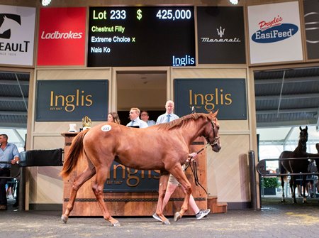 The Extreme Choice filly consigned as Lot 233 at the Inglis Classic Yearling Sale