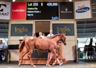 Lot 233, 2026 Inglis Classic Yearling Sale