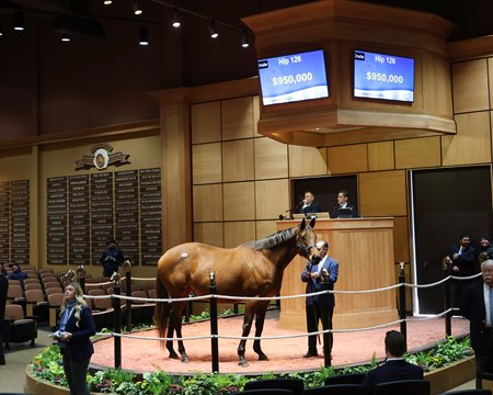 Ava's Grace, consigned as Hip 126, in the ring at the Fasig-Tipton Winter Mixed Sale