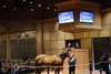 Hips 126, 127, both bought by Marc Gunderson, consigned by Jes Sikura, Hill’n’Dale Farms, 2026 Fasig-Tipton Kentucky February Winter Mixed Sale, 