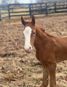 Bright Future's first reported foal, a colt out Miss Tattle Tale, at Claiborne Farm