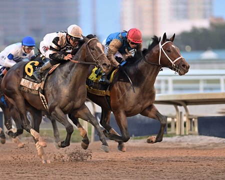 Commandment wins the Fountain of Youth Stakes at Gulfstream Park
