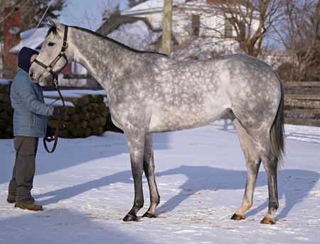 More Than a Diva consigned as Hip 29 to the Inglis Digital USA February Sale