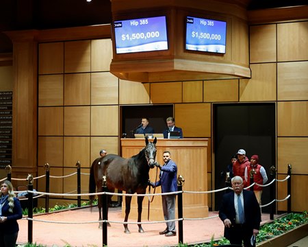 Iscreamuscream, consigned as Hip 385, in the ring at the Fasig-Tipton Winter Mixed Sale