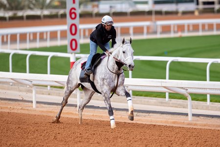 Lovesick Blues, now in Dubai, is coming off a fifth in the Riyadh Dirt Sprint in Saudi Arabia.