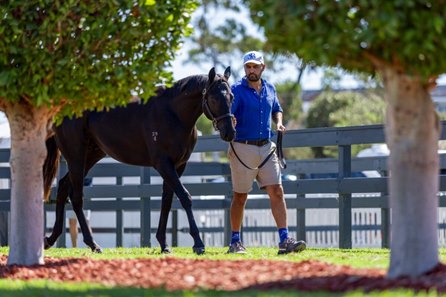 The Tassort colt consigned as Lot 387 at the Magic Millions Adelaide Sale